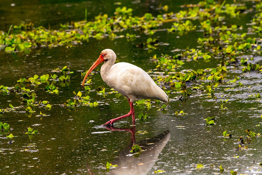 USA-Florida-Sarasota-Myakka River State Park-White Ibis art print by Bernard Friel for $57.95 CAD