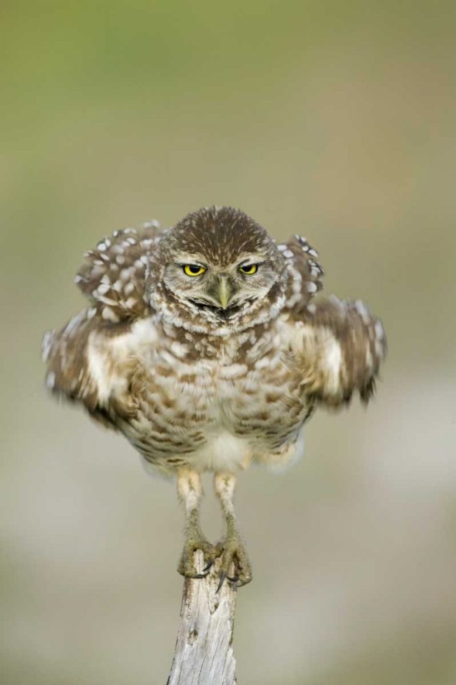 FL, Cape Coral, Burrowing owl shakes its feathers art print by Ellen Anon for $57.95 CAD
