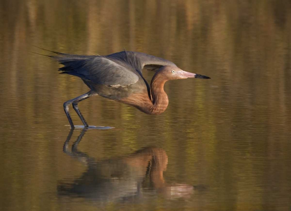 FL, Ft Myers Beach, Reddish egret take off art print by Ellen Anon for $57.95 CAD