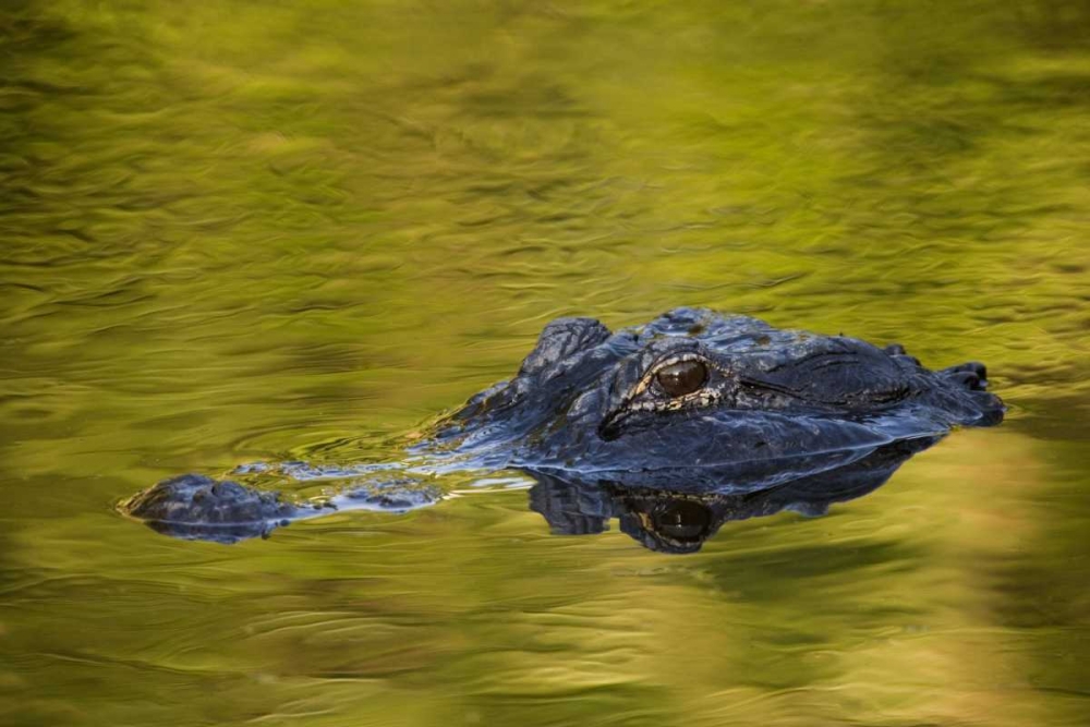FL, St Augustine American alligator art print by Arthur Morris for $57.95 CAD