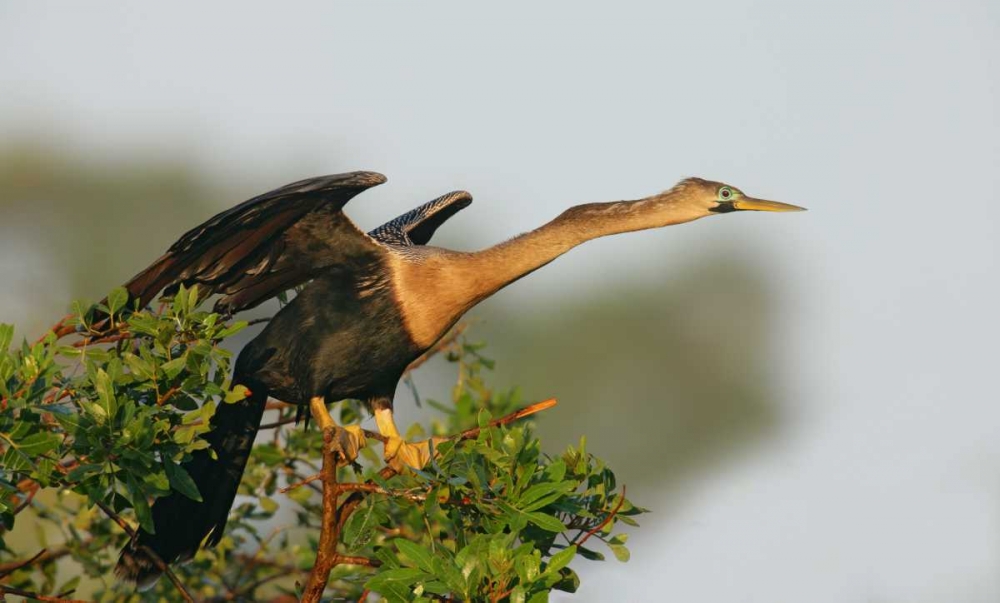 FL, Venice Anhinga female about to take flight art print by Arthur Morris for $57.95 CAD