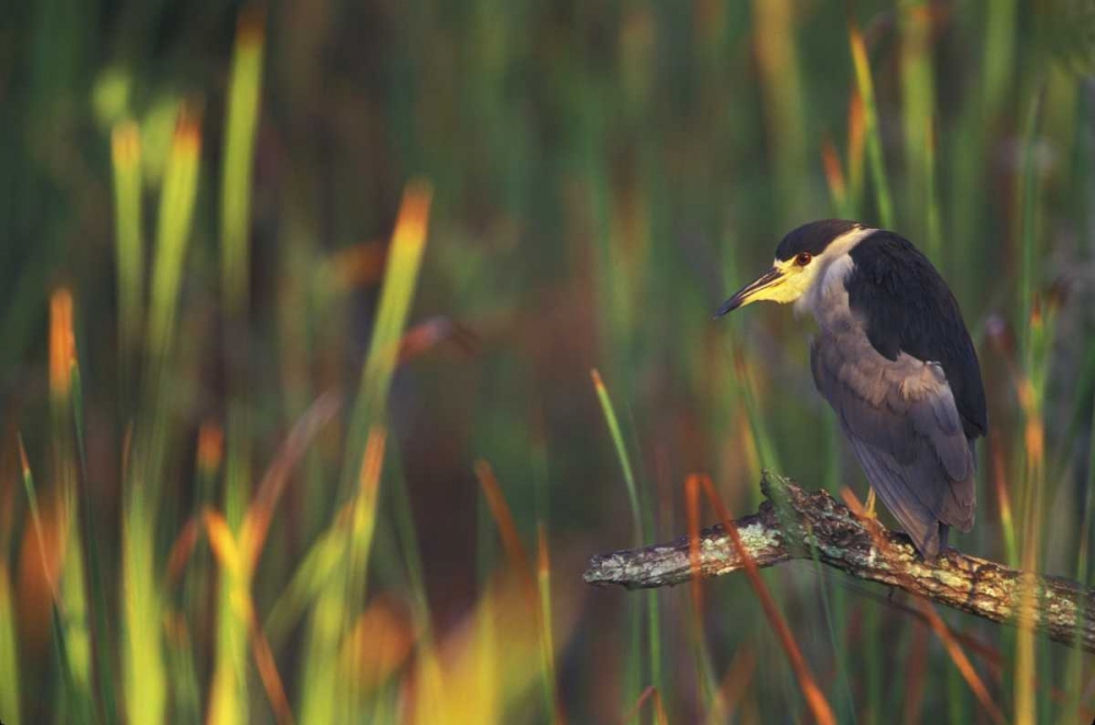 FL, Everglades NP Black-crowned night heron art print by Arthur Morris for $57.95 CAD