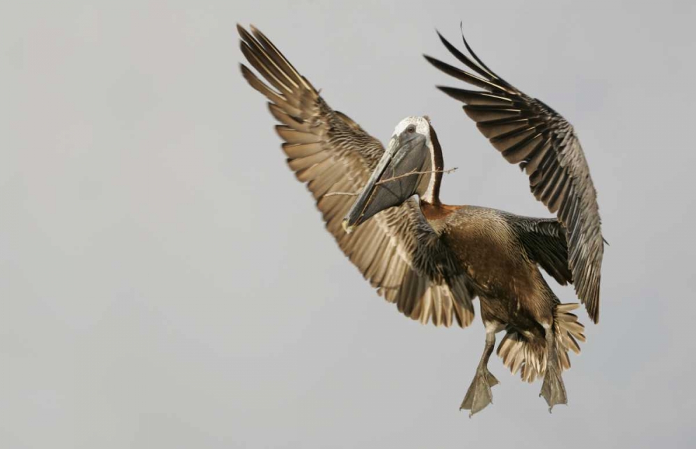 FL Brown pelican flying with nest material art print by Arthur Morris for $57.95 CAD