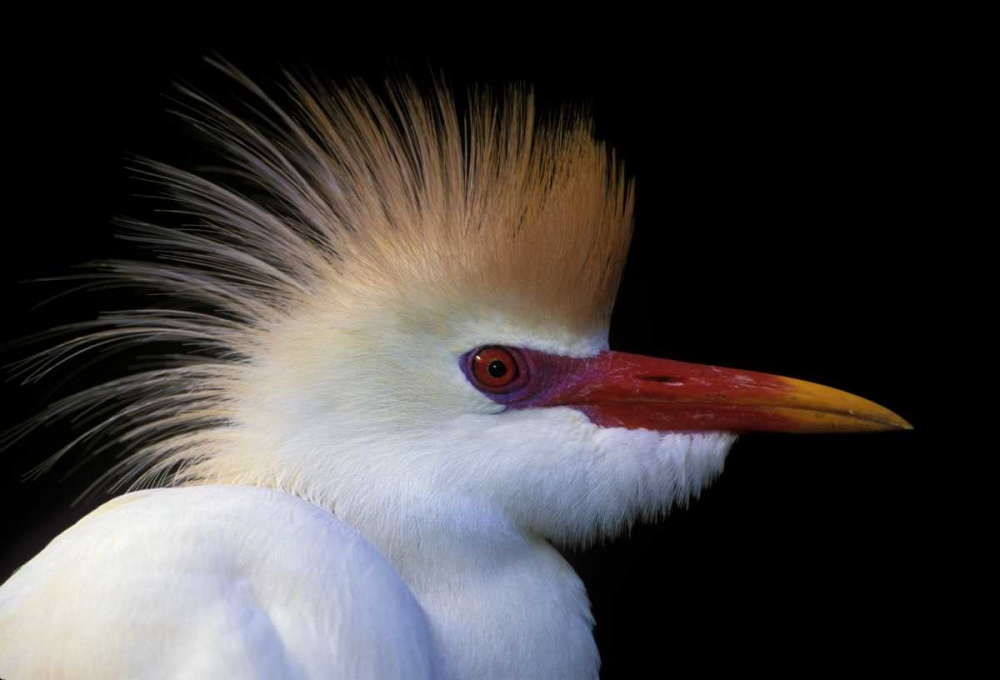 FL, St Augustine Cattle egret in white plumage art print by Arthur Morris for $57.95 CAD