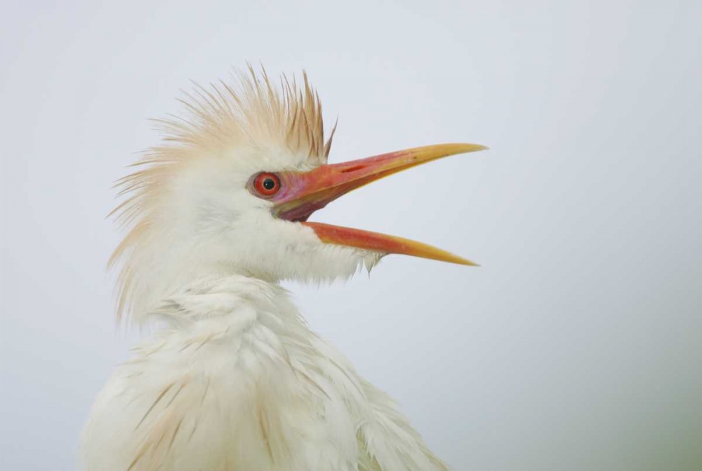 FL, St Augustine Portrait of cattle egret art print by Arthur Morris for $57.95 CAD
