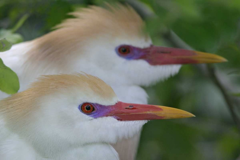 FL, St Augustine Portrait of two cattle egrets art print by Arthur Morris for $57.95 CAD