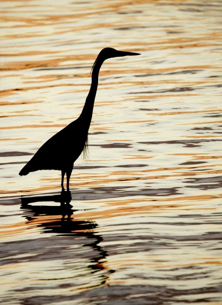 FL, Sanibel Silhouette of great blue heron art print by Arthur Morris for $57.95 CAD