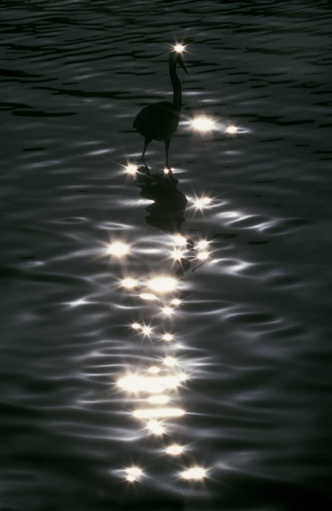 FL, Placido Great blue heron wades in water art print by Arthur Morris for $57.95 CAD