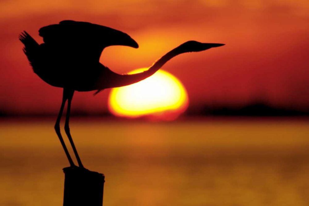 FL, Fort De Soto Silhouette of great blue heron art print by Arthur Morris for $57.95 CAD