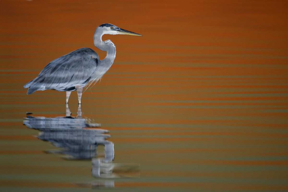 FL, Fort De Soto Park Great blue heron at sunset art print by Arthur Morris for $57.95 CAD