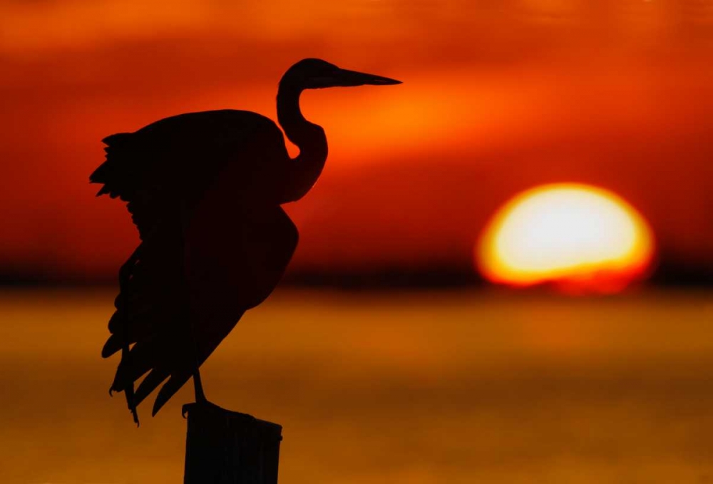 FL, St Petersburg, Silhouette of great blue heron art print by Arthur Morris for $57.95 CAD