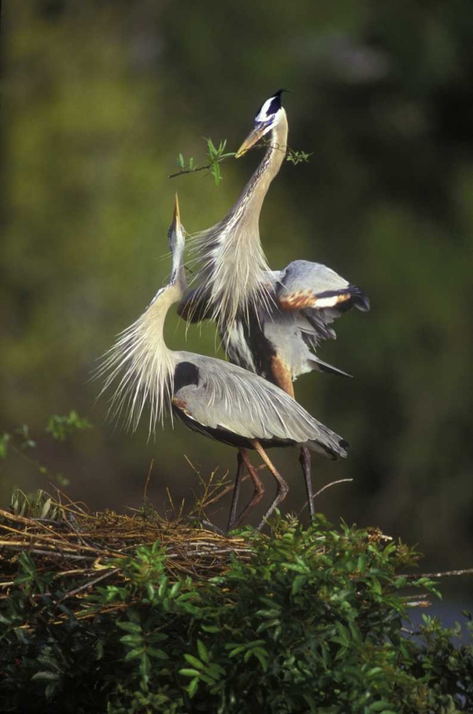 FL, South Venice Great blue herons in courtship art print by Arthur Morris for $57.95 CAD