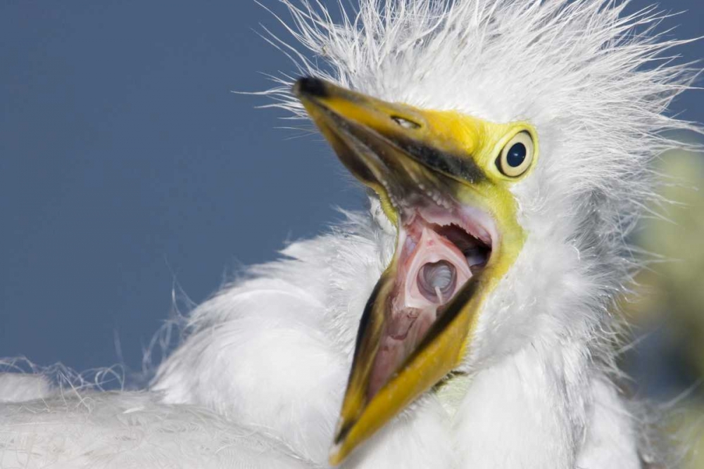 FL, St Augustine Great egret chick yawning art print by Arthur Morris for $57.95 CAD