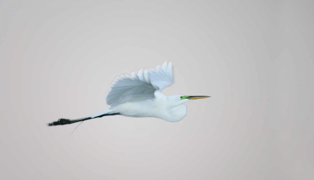 FL, South Venice Flying great egret in flight art print by Arthur Morris for $57.95 CAD