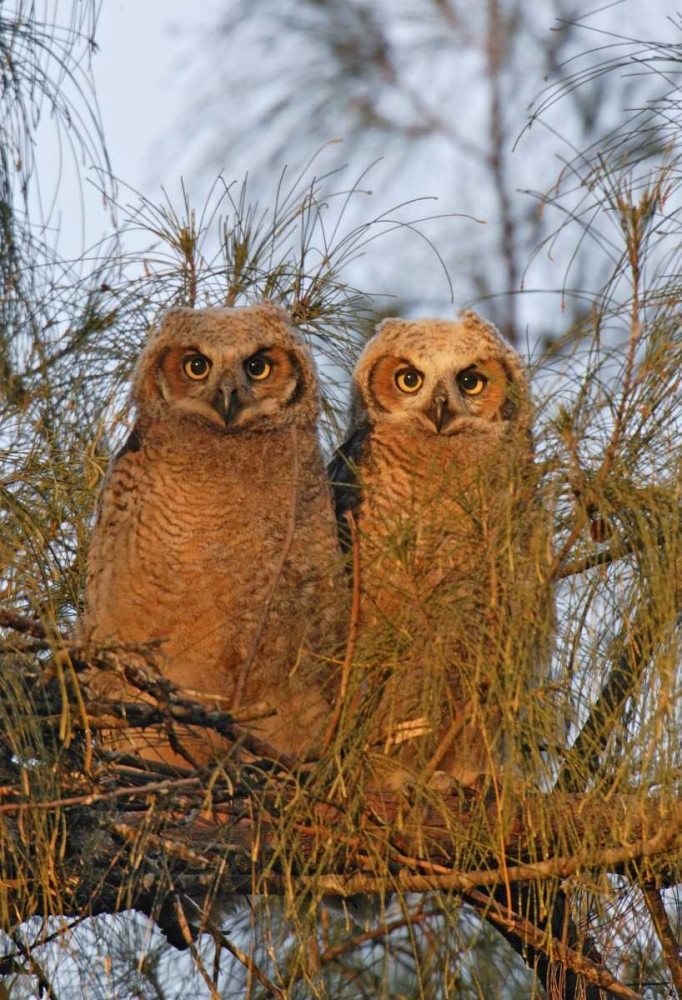 FL, De Soto Great horned owlets sit on tree limb art print by Arthur Morris for $57.95 CAD