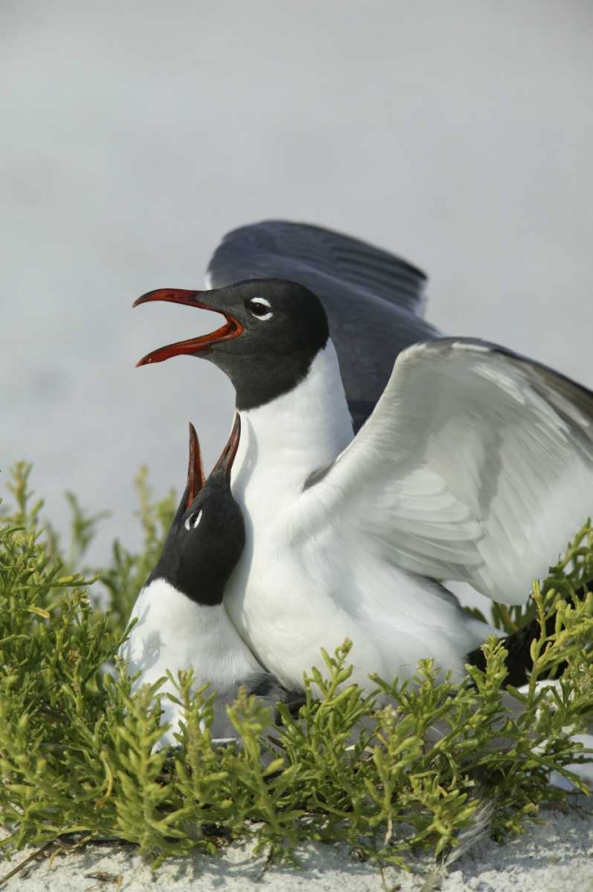 Florida, Egmont Key SP Laughing gulls mating art print by Arthur Morris for $57.95 CAD
