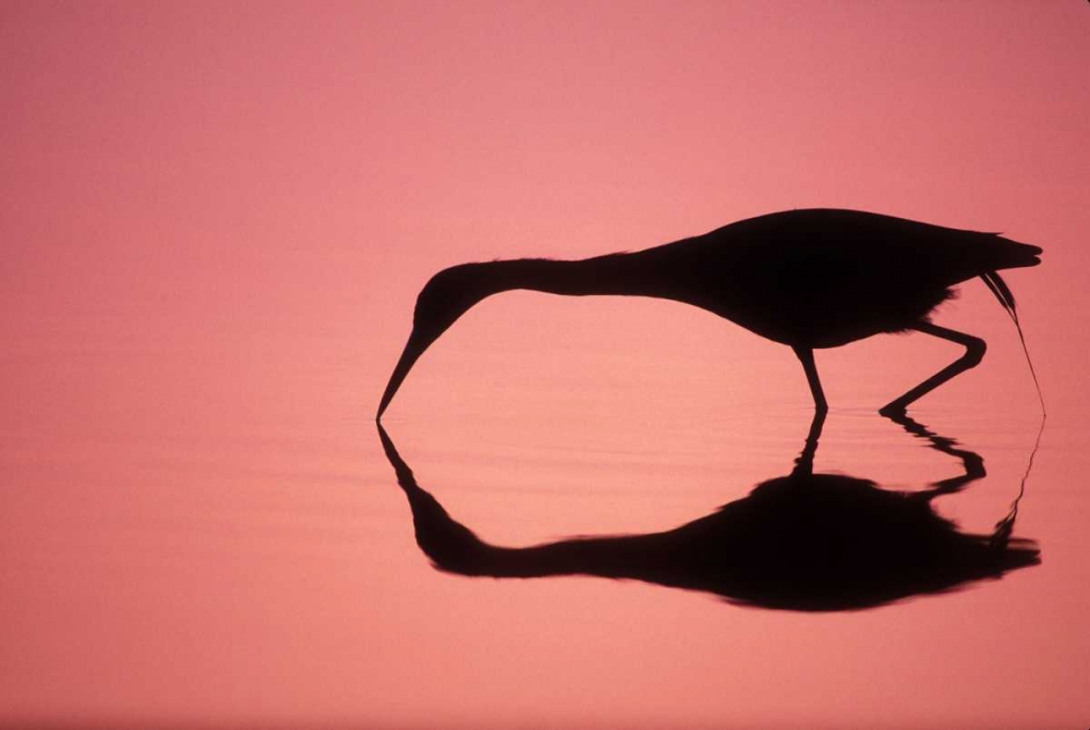 FL, Ding Darling NWR Little blue heron art print by Arthur Morris for $57.95 CAD