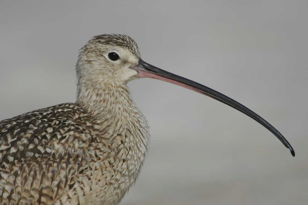 FL, Fort De Soto Park, Long-billed curlew art print by Arthur Morris for $57.95 CAD