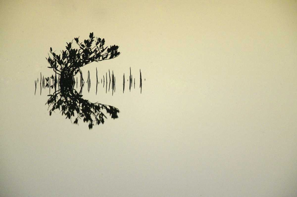 FL, Titusvulle, Merritt Island NWR Mangrove art print by Arthur Morris for $57.95 CAD