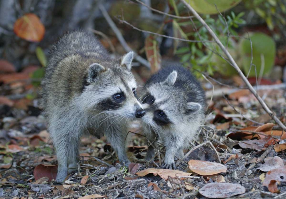 FL, Sanibel, Ding Darling NWR Raccoons kissing art print by Arthur Morris for $57.95 CAD