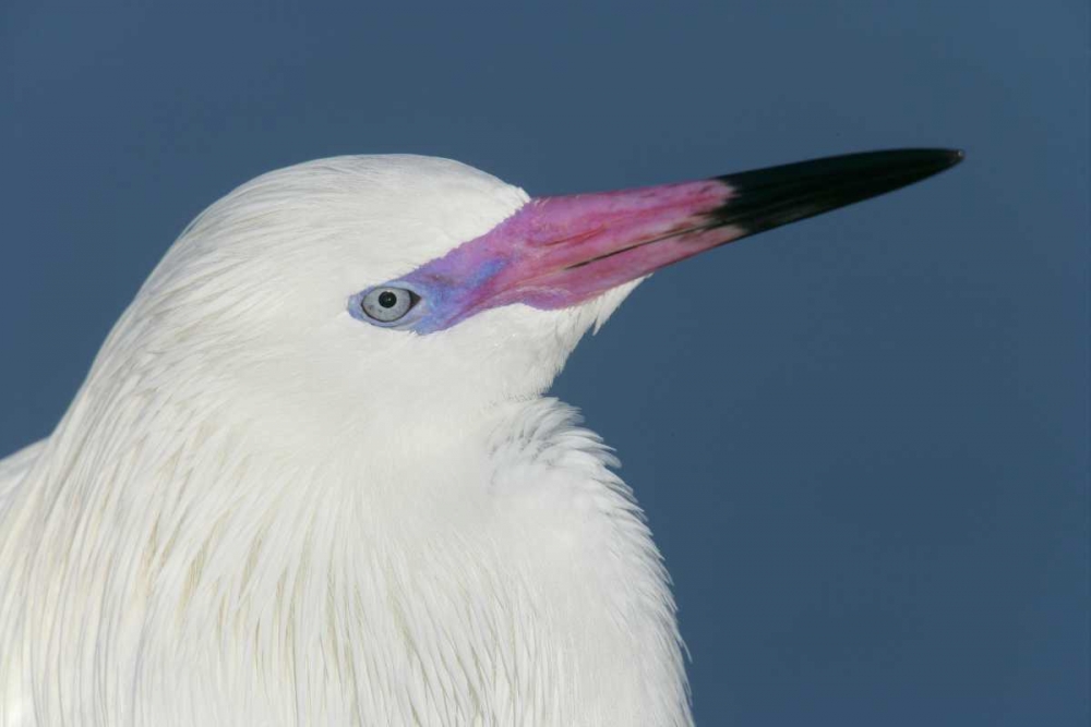 FL, Little Estero Lagoon Reddish egret art print by Arthur Morris for $57.95 CAD