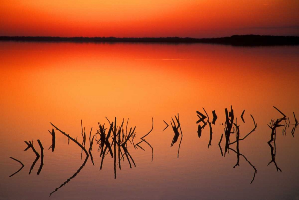 FL, Silhouettes of  brancheson Lake Apopka art print by Arthur Morris for $57.95 CAD