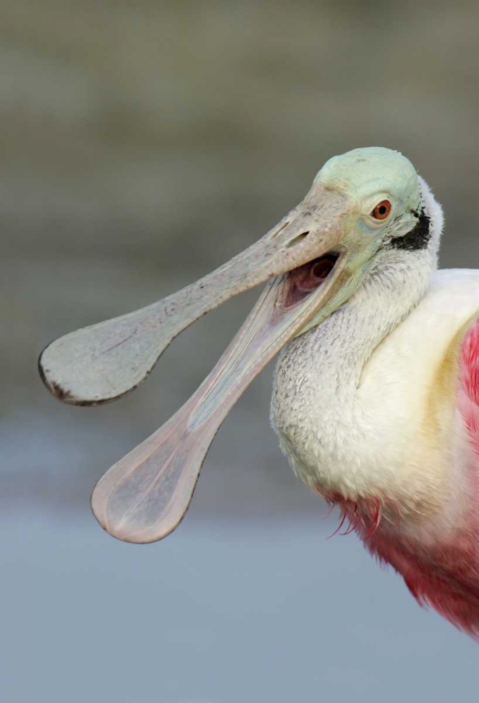 FL, Fort De Soto Park Laughing roseate spoonbill art print by Arthur Morris for $57.95 CAD