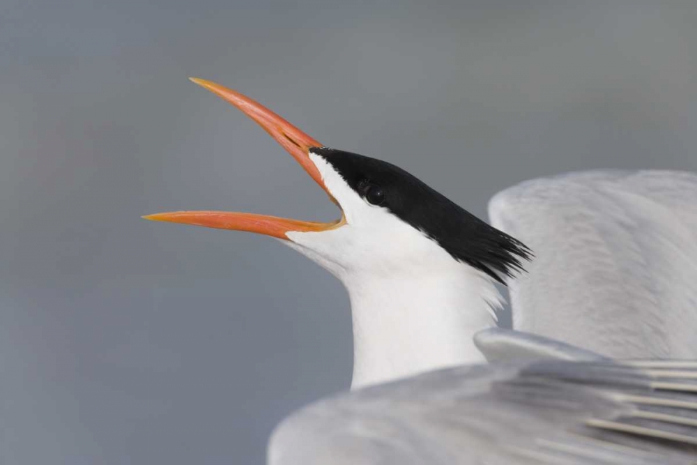 Florida, Fort De Soto Park Royal tern calling art print by Arthur Morris for $57.95 CAD