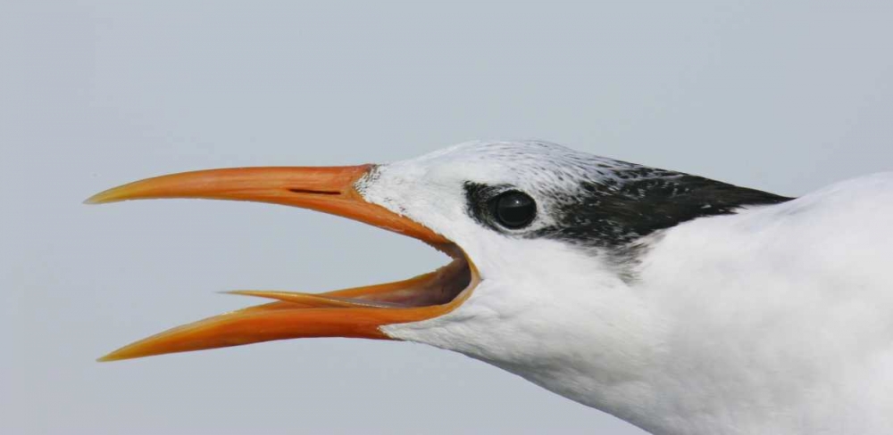 FL, Captiva Royal tern head showing tongue art print by Arthur Morris for $57.95 CAD