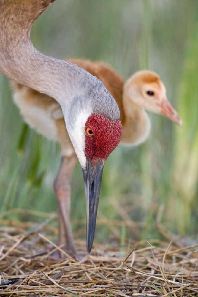 FL, Indian Lake Estates Sandhill crane and chick art print by Arthur Morris for $57.95 CAD