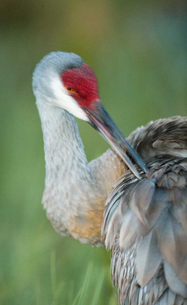 FL Sandhill crane preening its feathers art print by Arthur Morris for $57.95 CAD