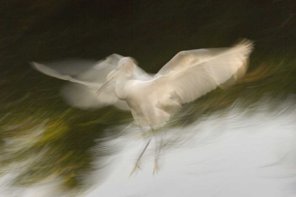 FL, St Augustine Abstract of snowy egret landing art print by Arthur Morris for $57.95 CAD