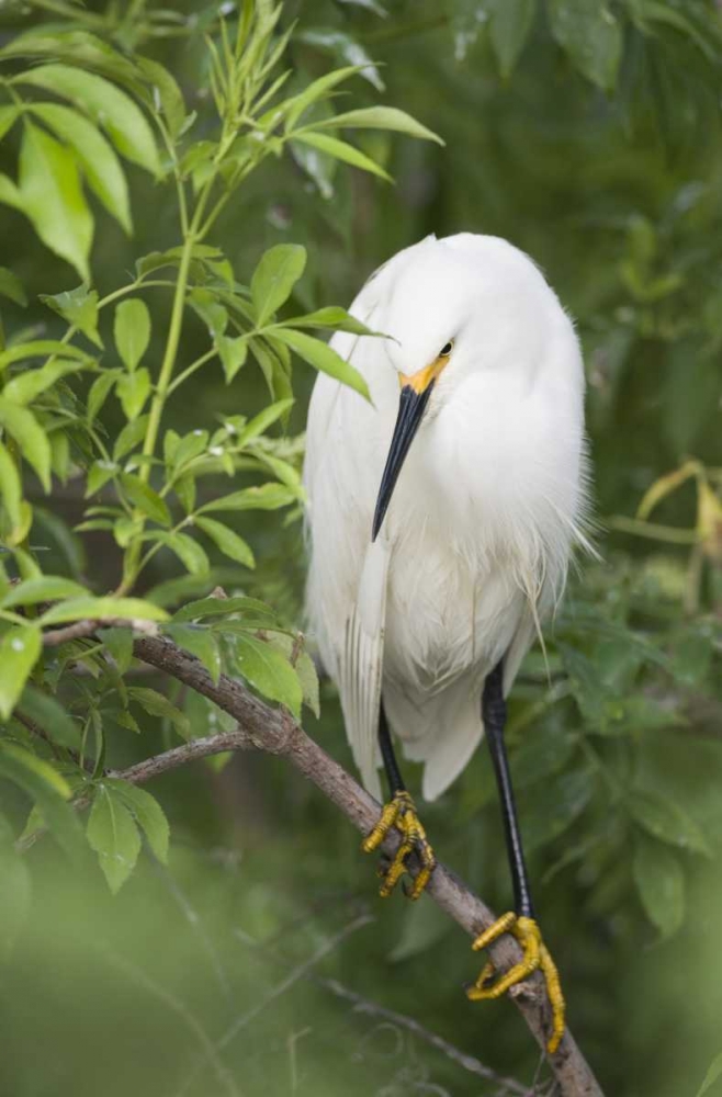 FL, St Augustine Snowy egret on tree limb art print by Arthur Morris for $57.95 CAD