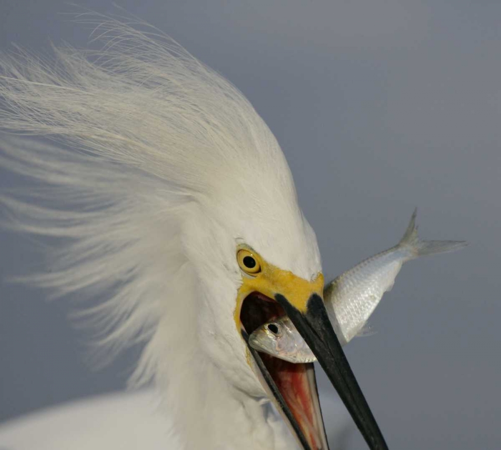 FL, Sanibel Head Snowy egret swallowing baitfish art print by Arthur Morris for $57.95 CAD