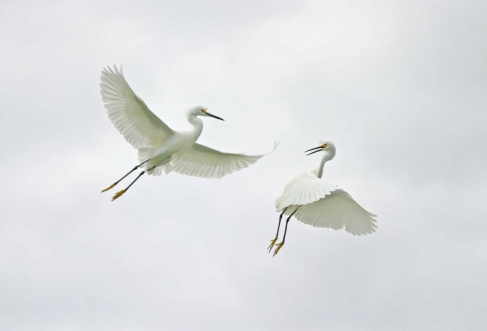 FL, Sanibel Snowy egrets engage in fighting art print by Arthur Morris for $57.95 CAD