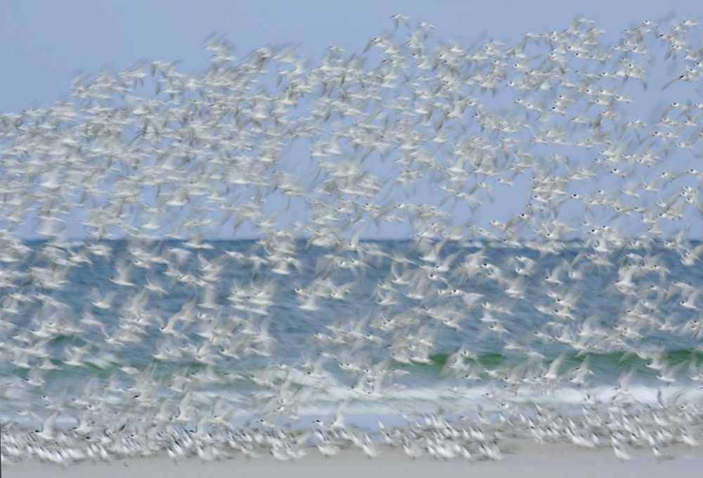 FL, Fort De Soto Park White blur of terns art print by Arthur Morris for $57.95 CAD
