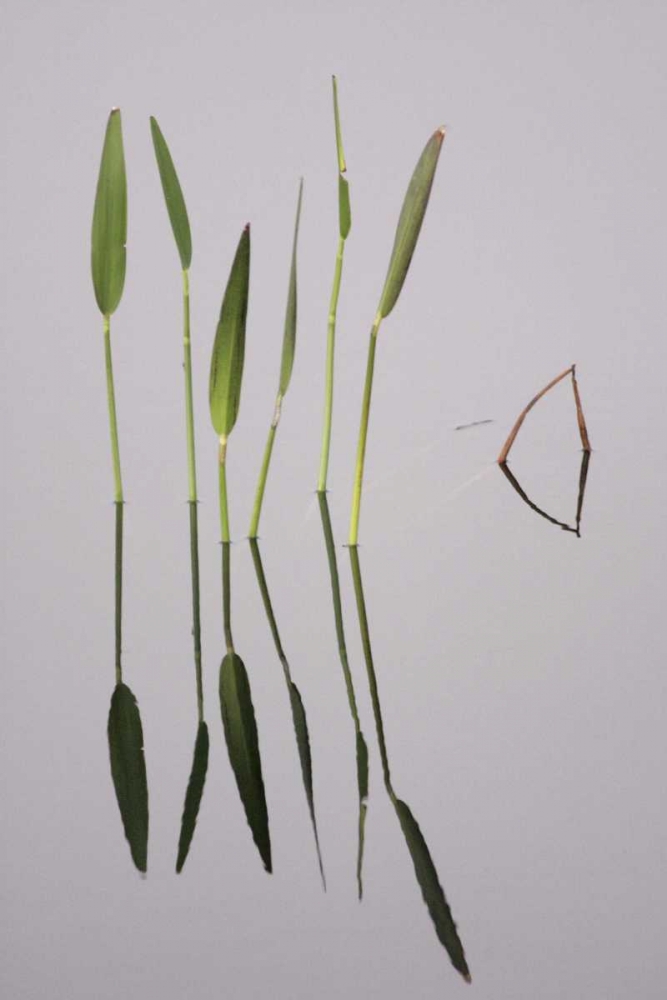 FL, Melbourne Water plants in the Viera Wetlands art print by Arthur Morris for $57.95 CAD