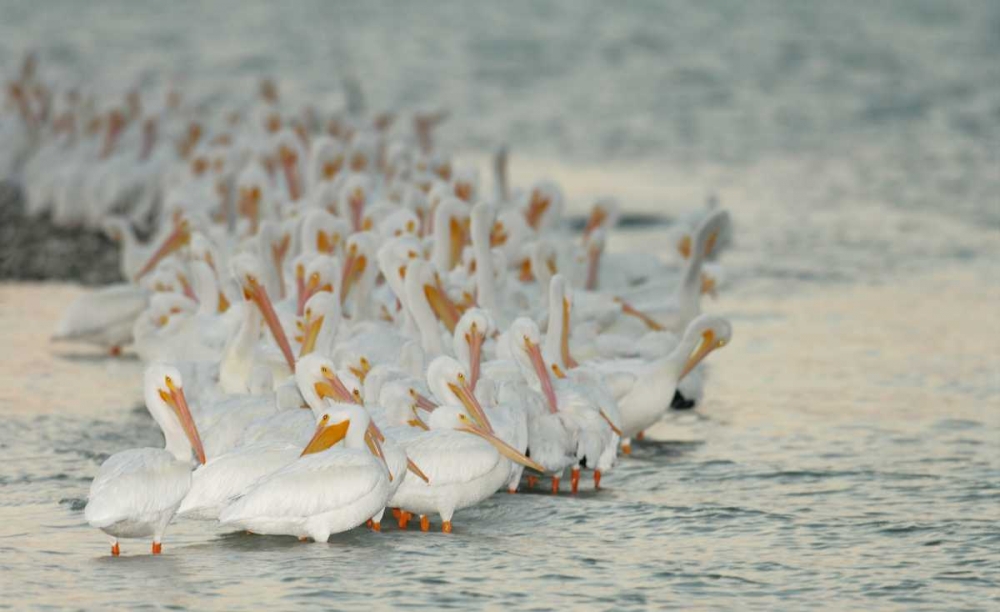 Florida, PlacidaWhite pelicans on sandbar art print by Arthur Morris for $57.95 CAD