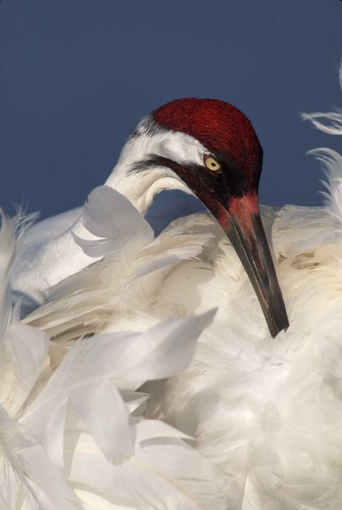FL, Lake Kissimmee Whooping crane preening art print by Arthur Morris for $57.95 CAD