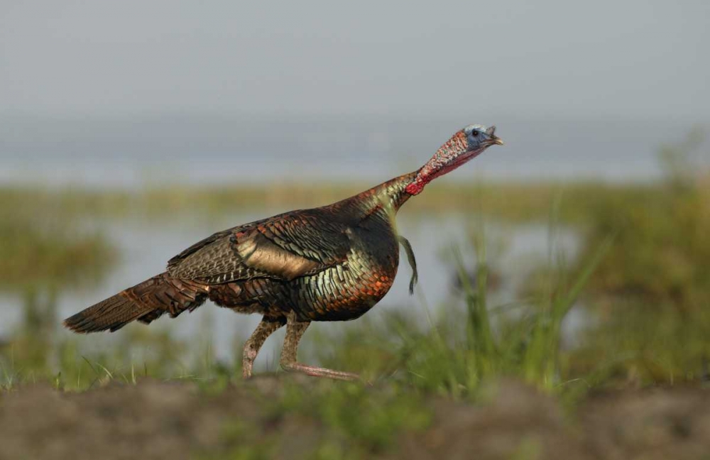 FL Wild turkey charging at a threat art print by Arthur Morris for $57.95 CAD