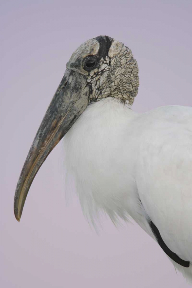 FL, Fort De Soto Park Pre-dawn flash Wood stork art print by Arthur Morris for $57.95 CAD