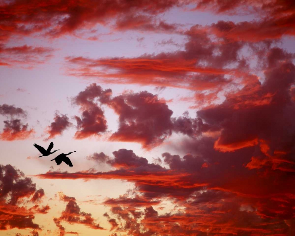 FL, Tampa Bay Silhouette of roseate spoonbills art print by Jim Zuckerman for $57.95 CAD