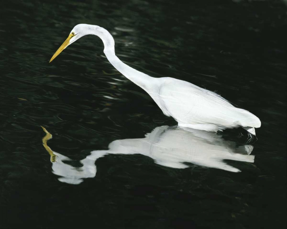 FL, Ding Darling NWR Great egret hunting art print by Jim Zuckerman for $57.95 CAD