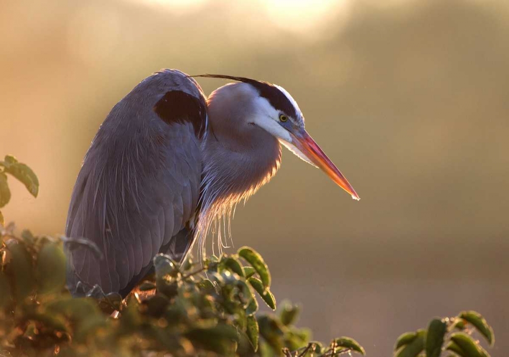 FL, Wakodahatchee Great blue heron on a tree art print by Jim Zuckerman for $57.95 CAD