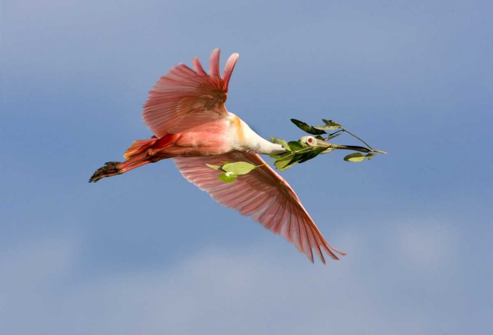FL, Tampa Bay Roseate spoonbill in flight art print by Jim Zuckerman for $57.95 CAD