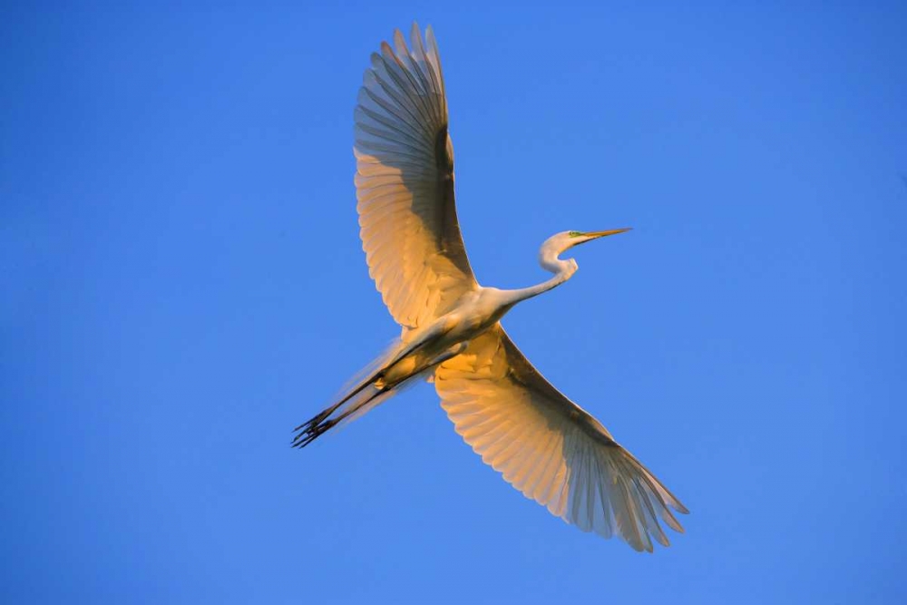 FL, St Augustine Great egret in flight at sunset art print by Jim Zuckerman for $57.95 CAD