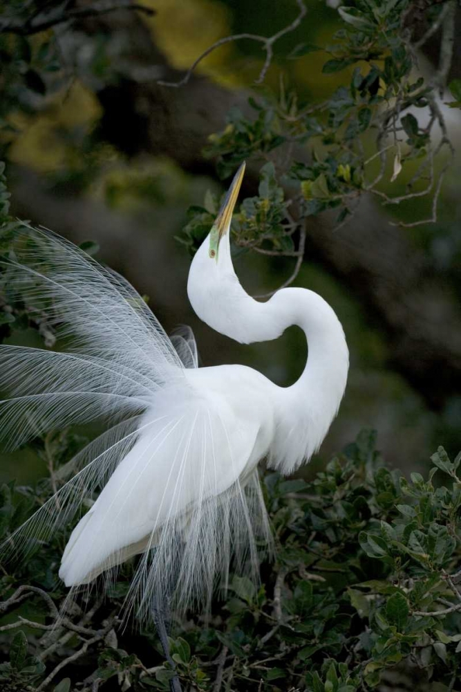FL, St Augustine Great egret sky pointing art print by Jim Zuckerman for $57.95 CAD