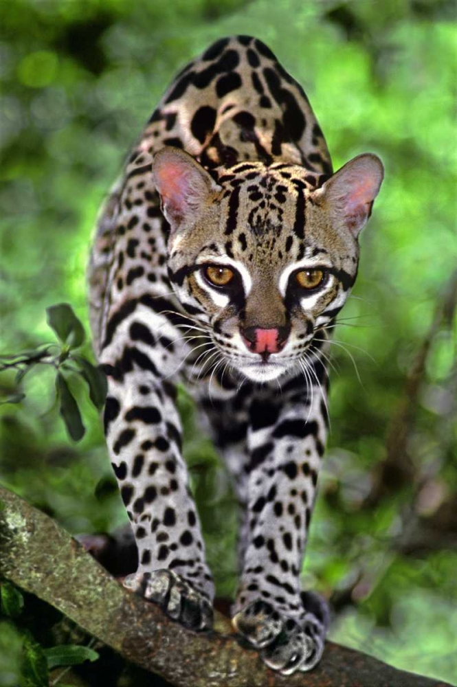 Florida Ocelot cub on log at Big Cat Rescue art print by Dave Welling for $57.95 CAD
