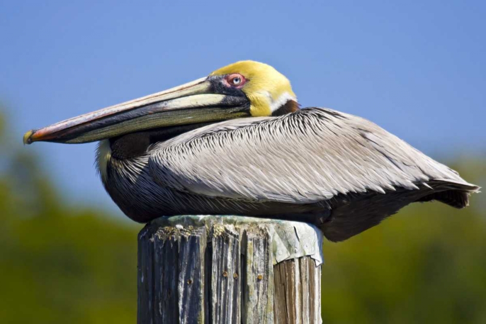 FL, Everglades City, Roosting brown pelican art print by Fred Lord for $57.95 CAD