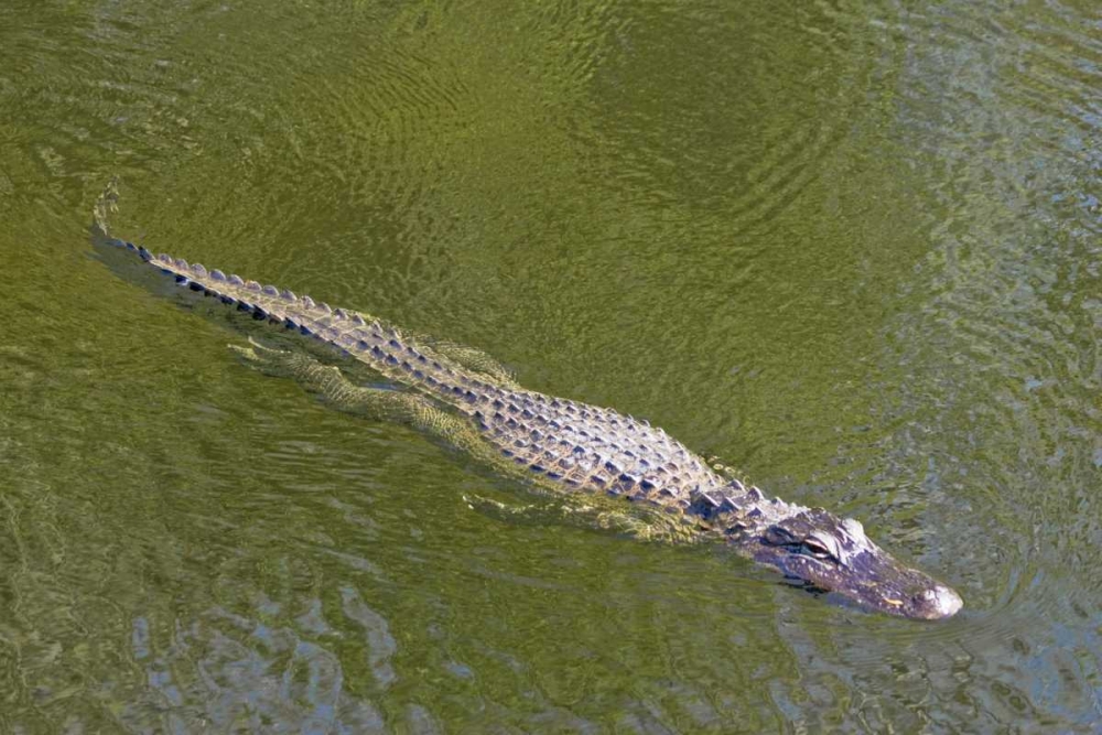 FL, Everglades NP American alligator swimming art print by Fred Lord for $57.95 CAD
